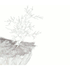 Illustration 3x3EyesK